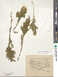 Image of Dendrolycopodium juniperoideum