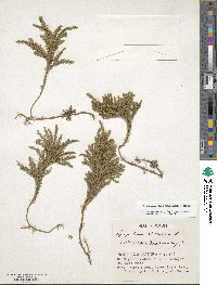 Dendrolycopodium obscurum image