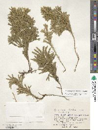 Dendrolycopodium obscurum image