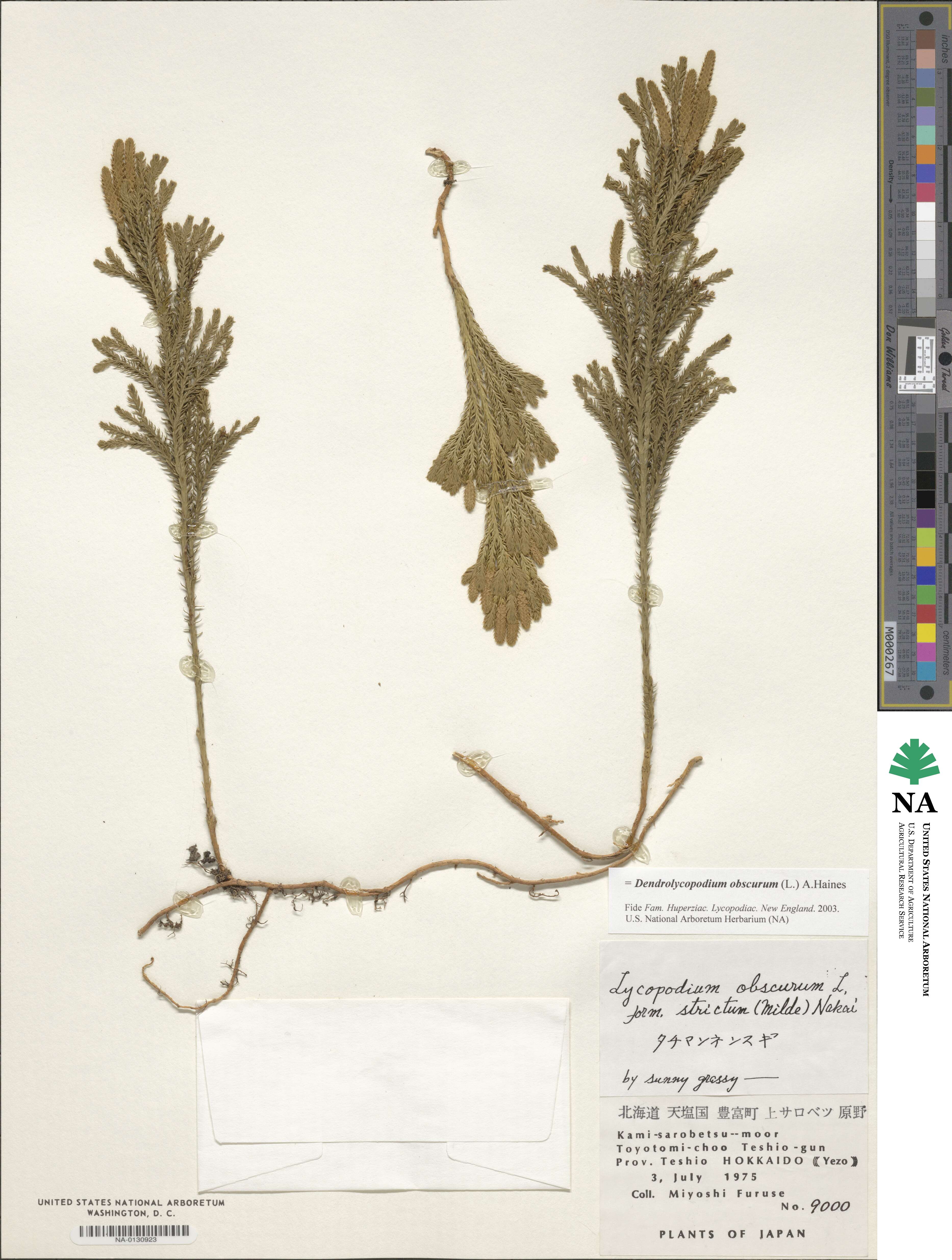 Dendrolycopodium obscurum image