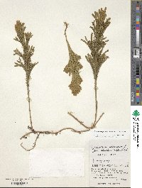 Dendrolycopodium obscurum image