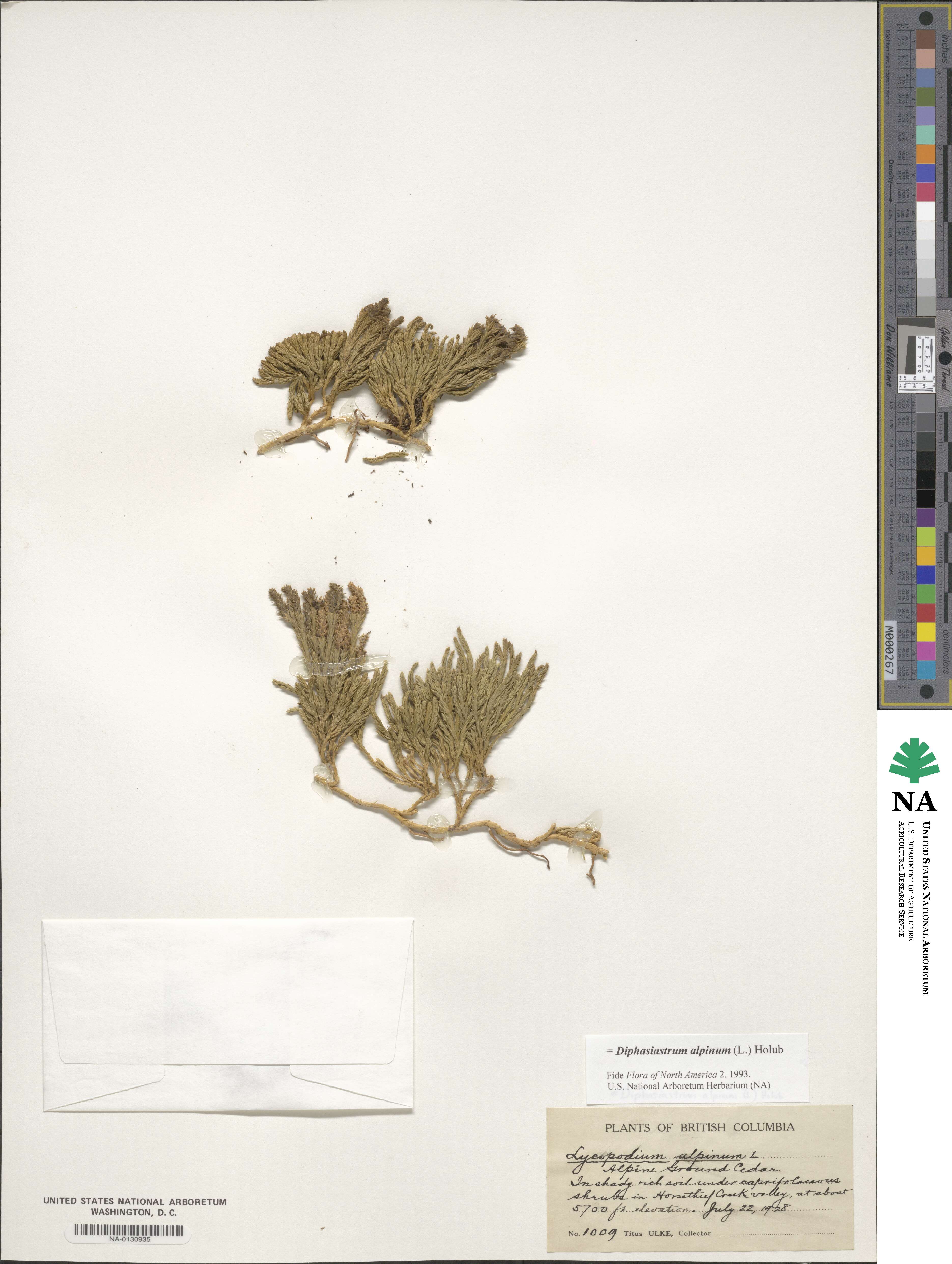 Diphasiastrum alpinum image
