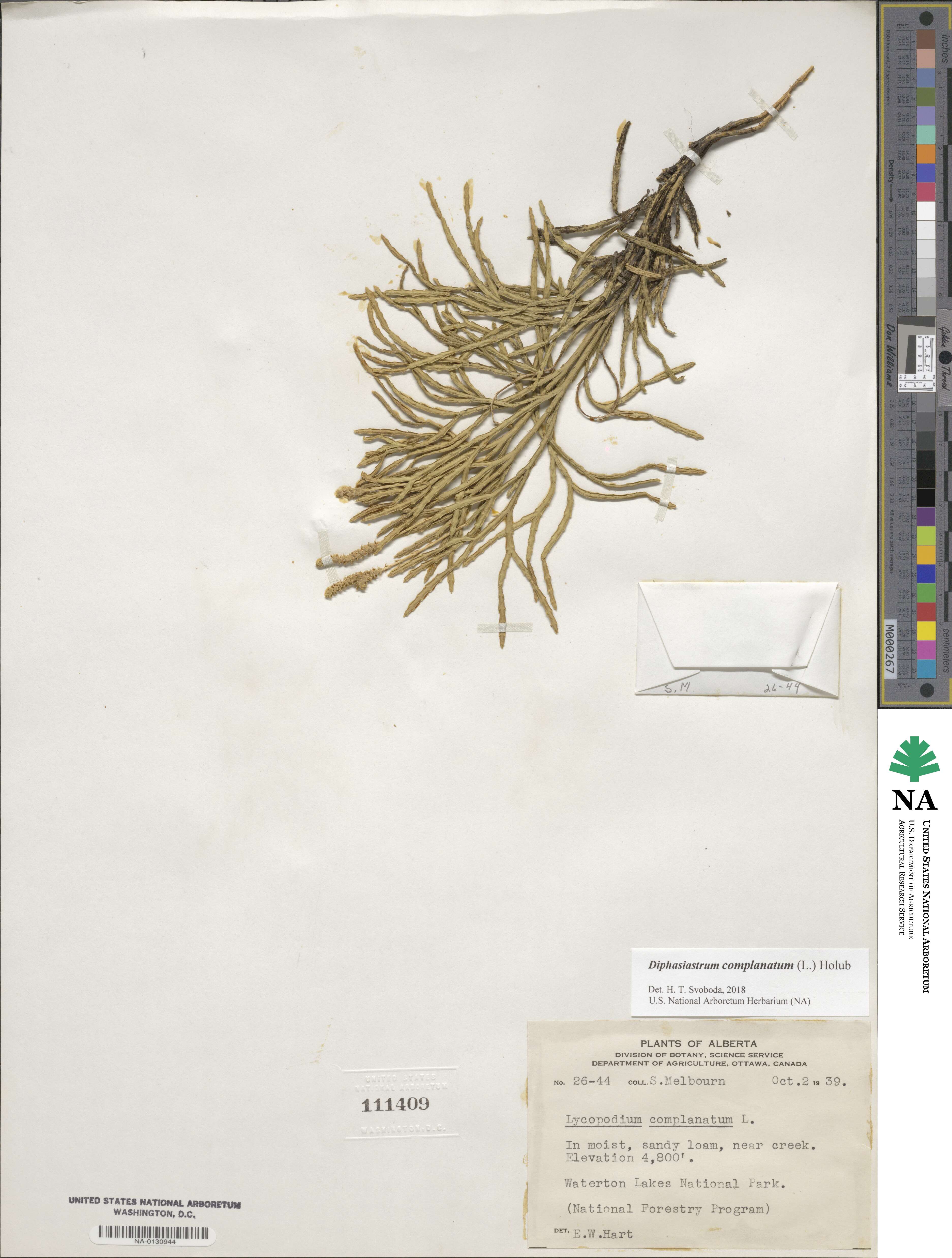 Lycopodiaceae image