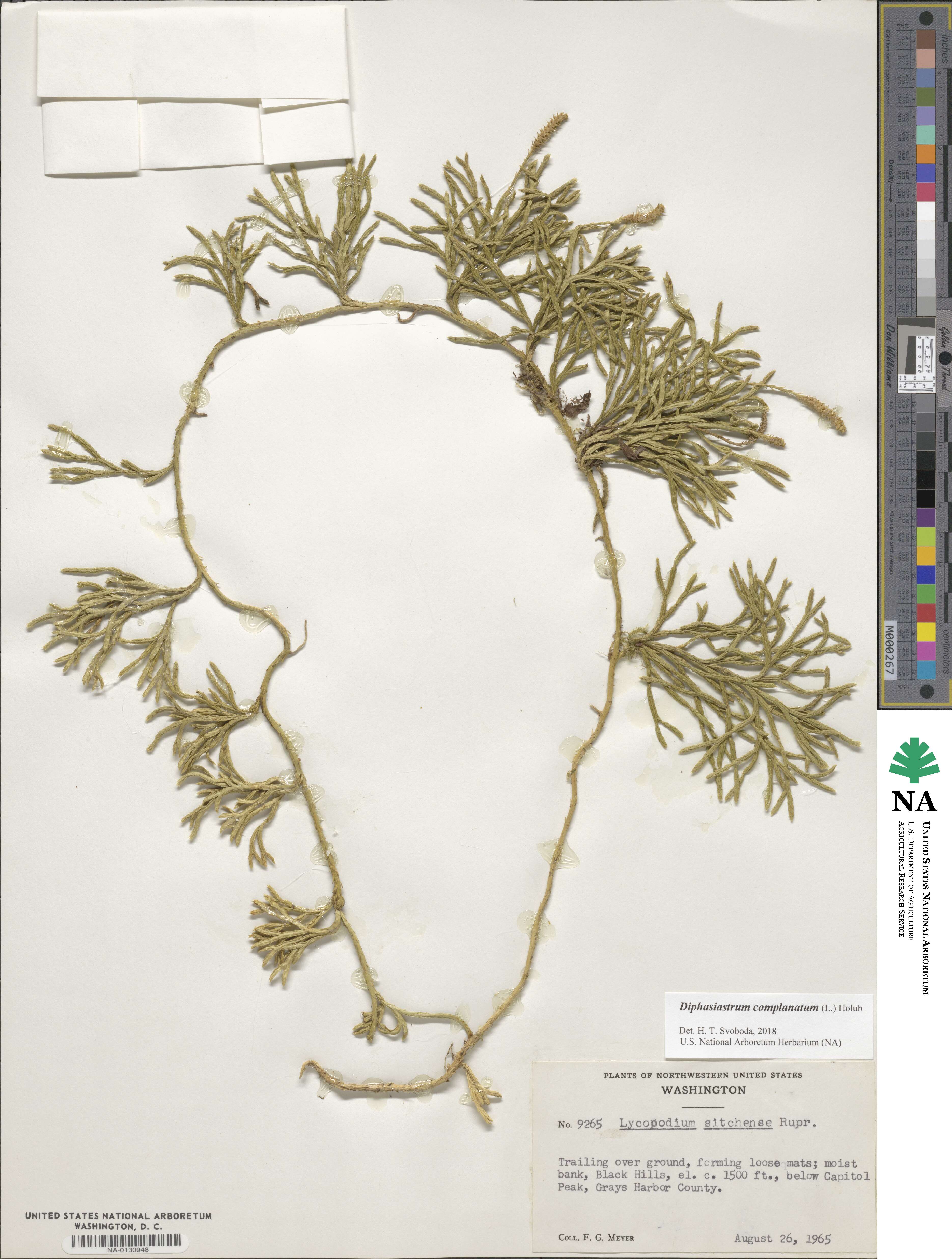 Diphasiastrum complanatum image