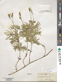 Diphasiastrum digitatum image