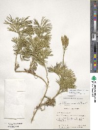 Diphasiastrum digitatum image