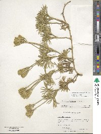 Diphasiastrum digitatum image