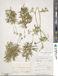 Diphasiastrum digitatum image