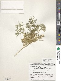 Diphasiastrum digitatum image