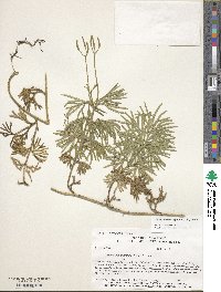 Diphasiastrum digitatum image