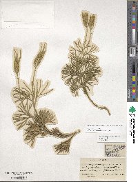 Diphasiastrum digitatum image