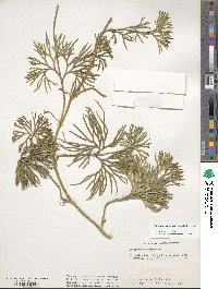 Diphasiastrum digitatum image