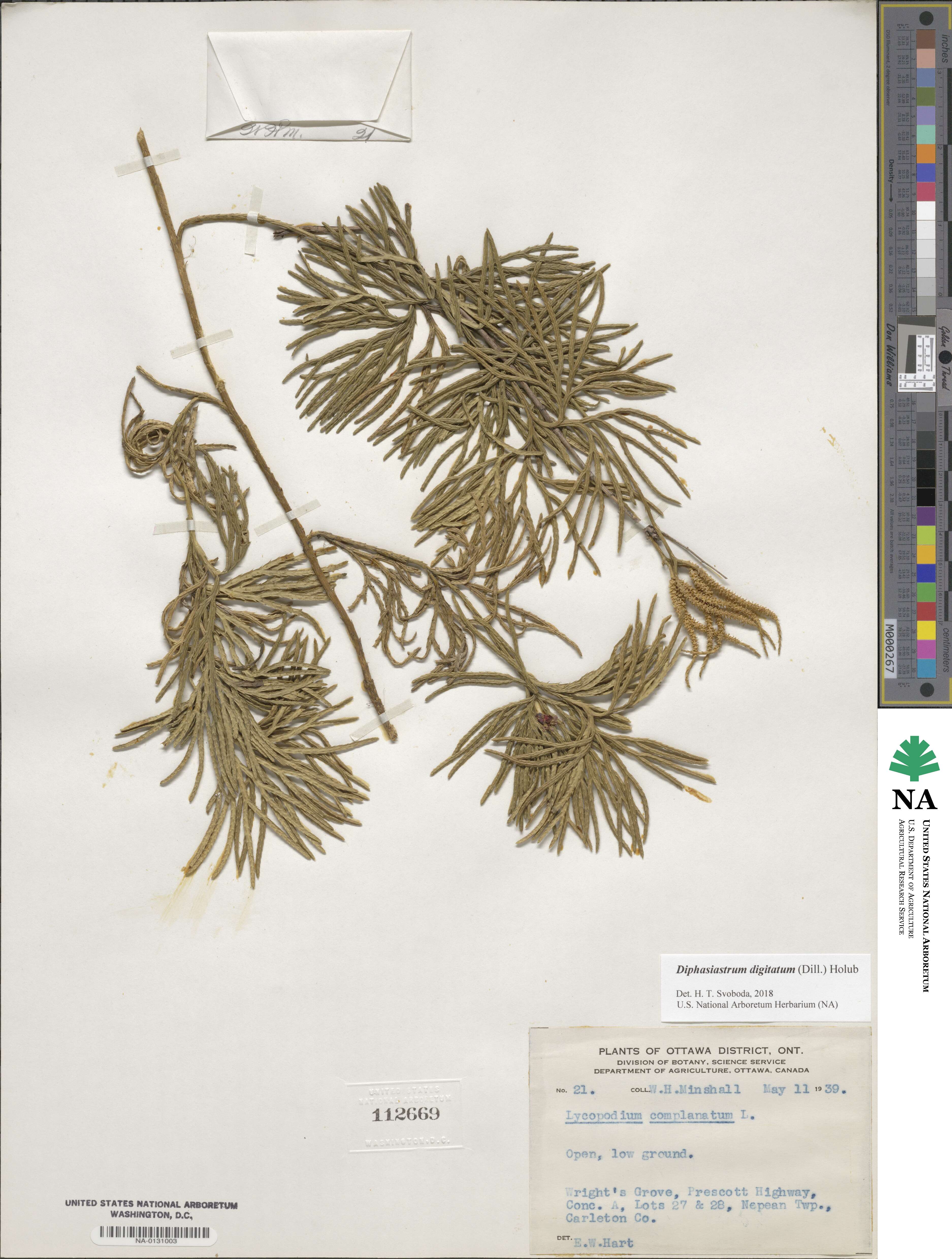 Lycopodioideae image