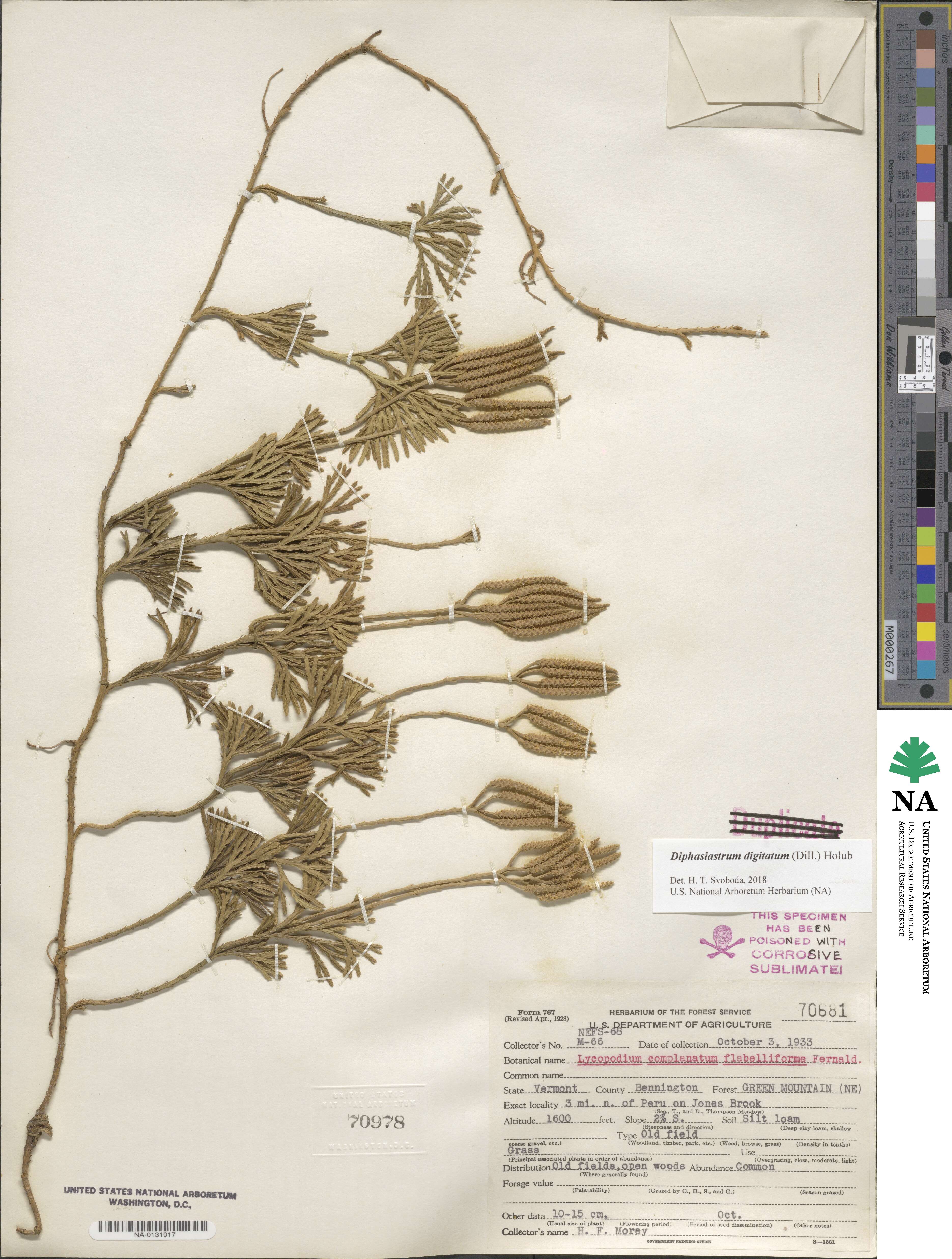 Diphasiastrum digitatum image