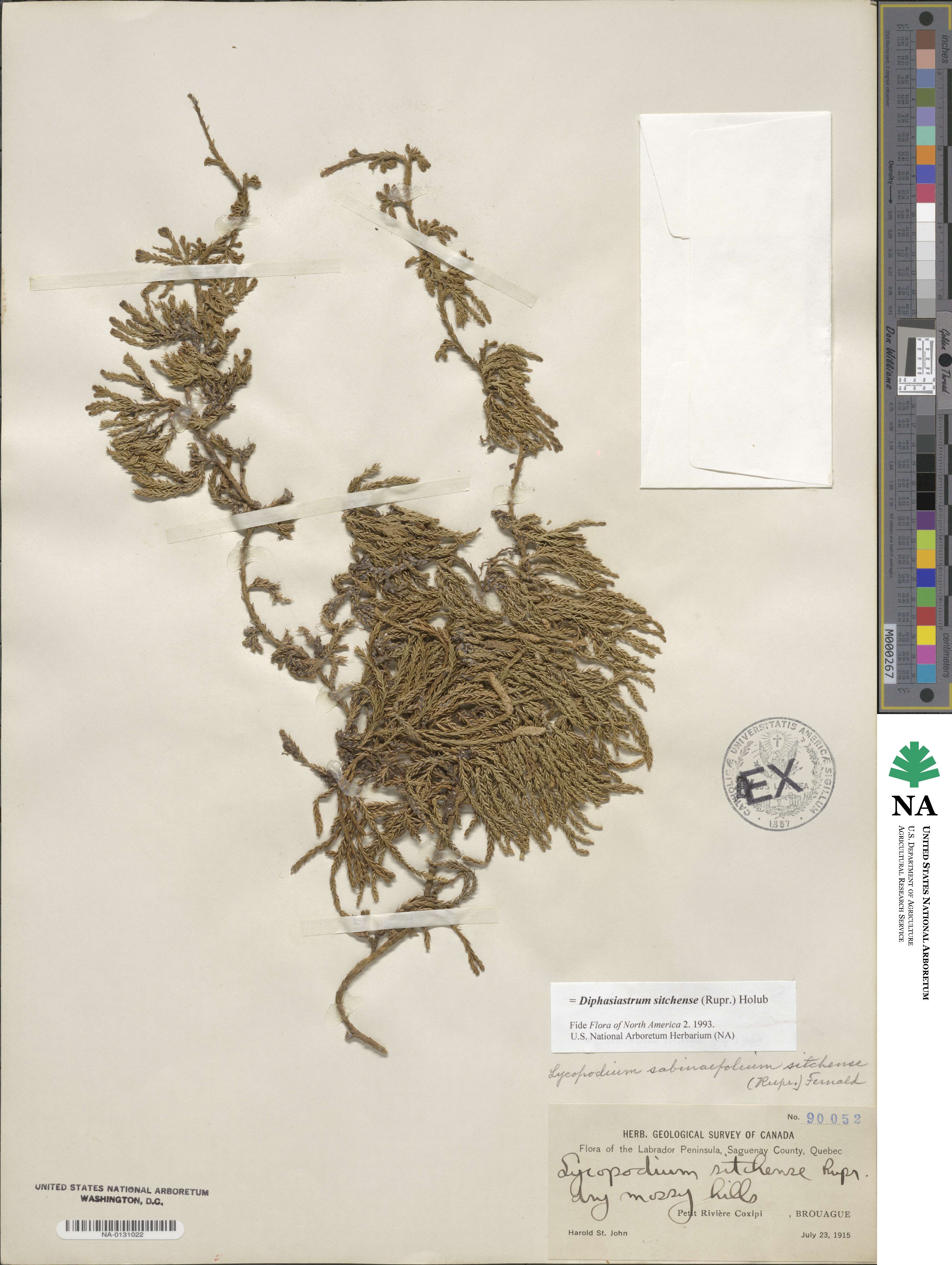 Diphasiastrum sitchense image