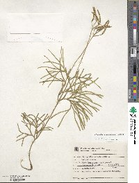 Diphasiastrum complanatum image