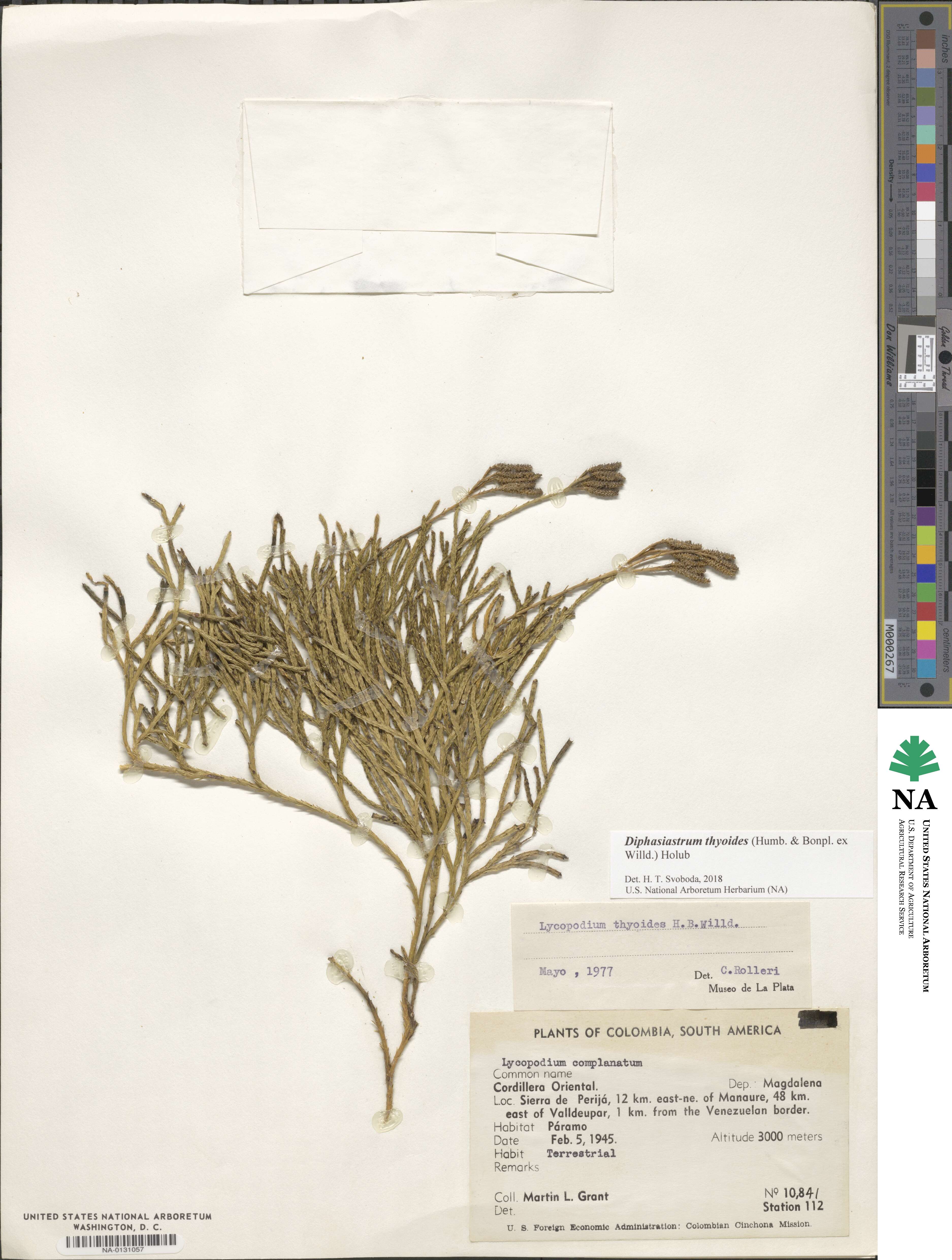 Diphasiastrum thyoides image