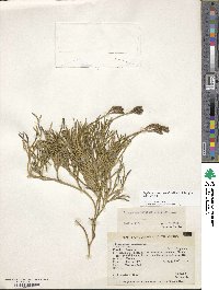 Diphasiastrum thyoides image