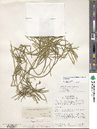 Diphasiastrum thyoides image