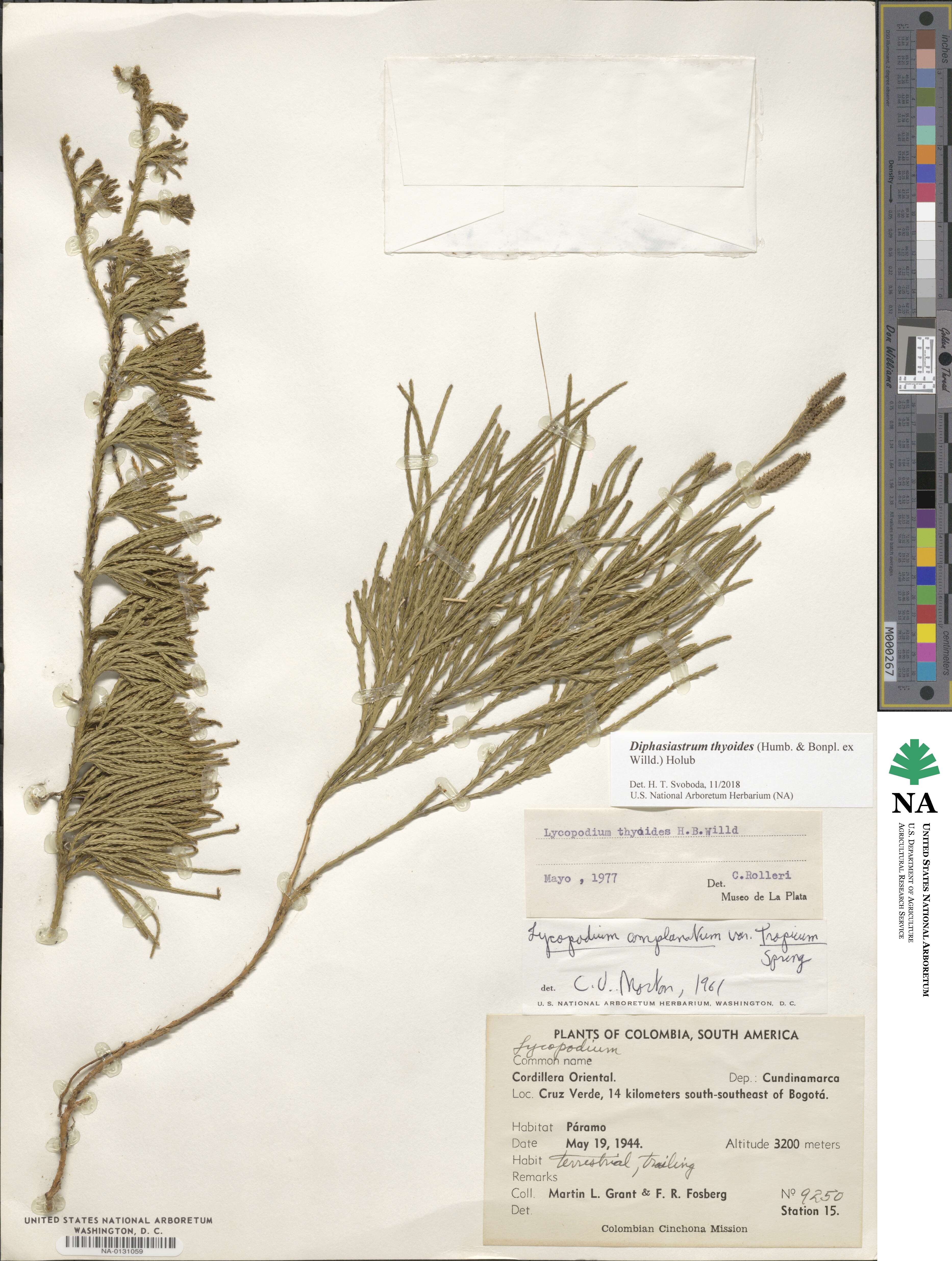 Diphasiastrum thyoides image