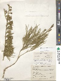 Diphasiastrum thyoides image