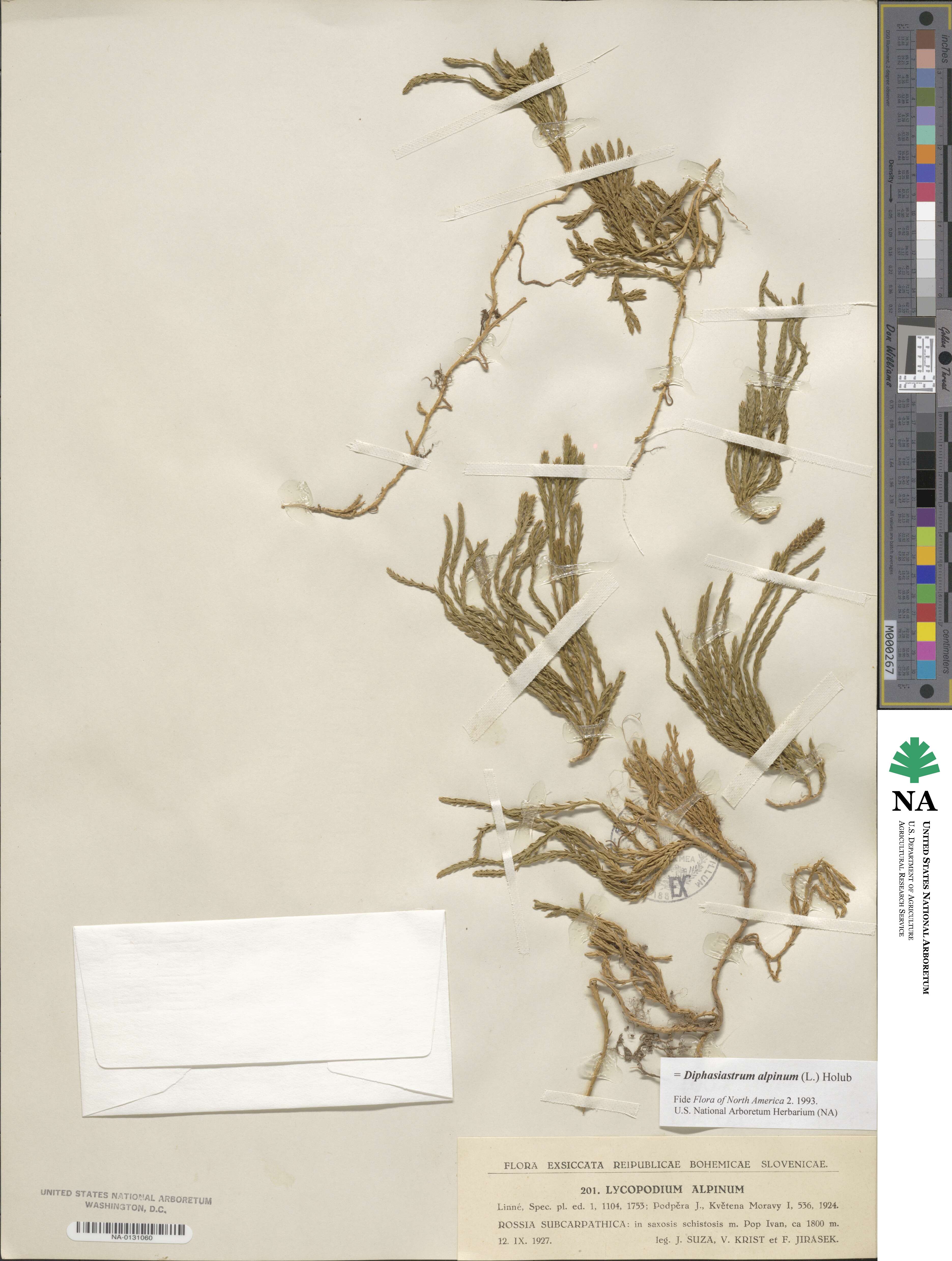 Diphasiastrum alpinum image