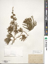 Diphasiastrum alpinum image