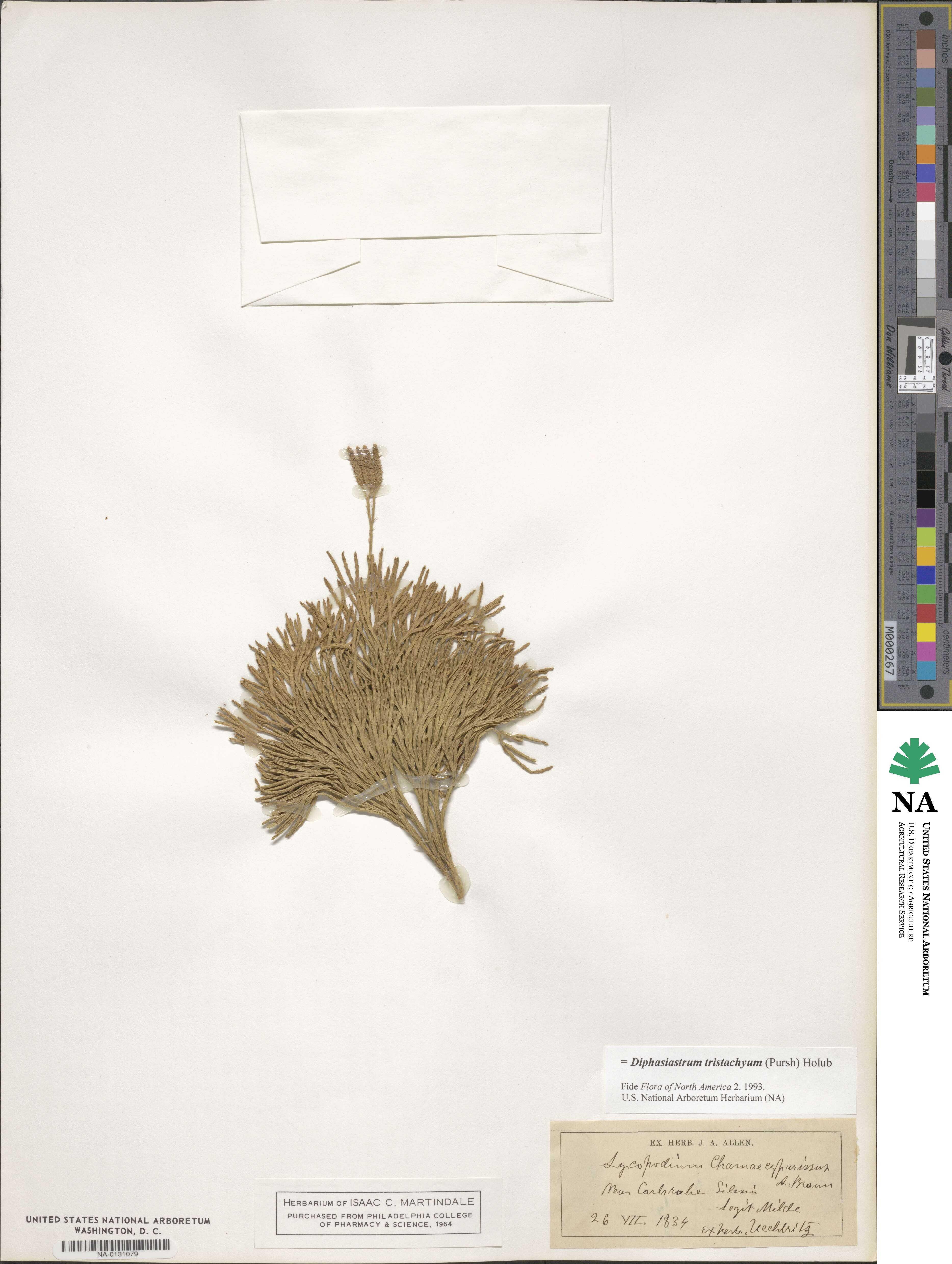 Diphasiastrum tristachyum image