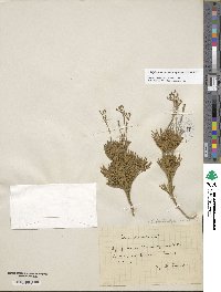 Diphasiastrum tristachyum image