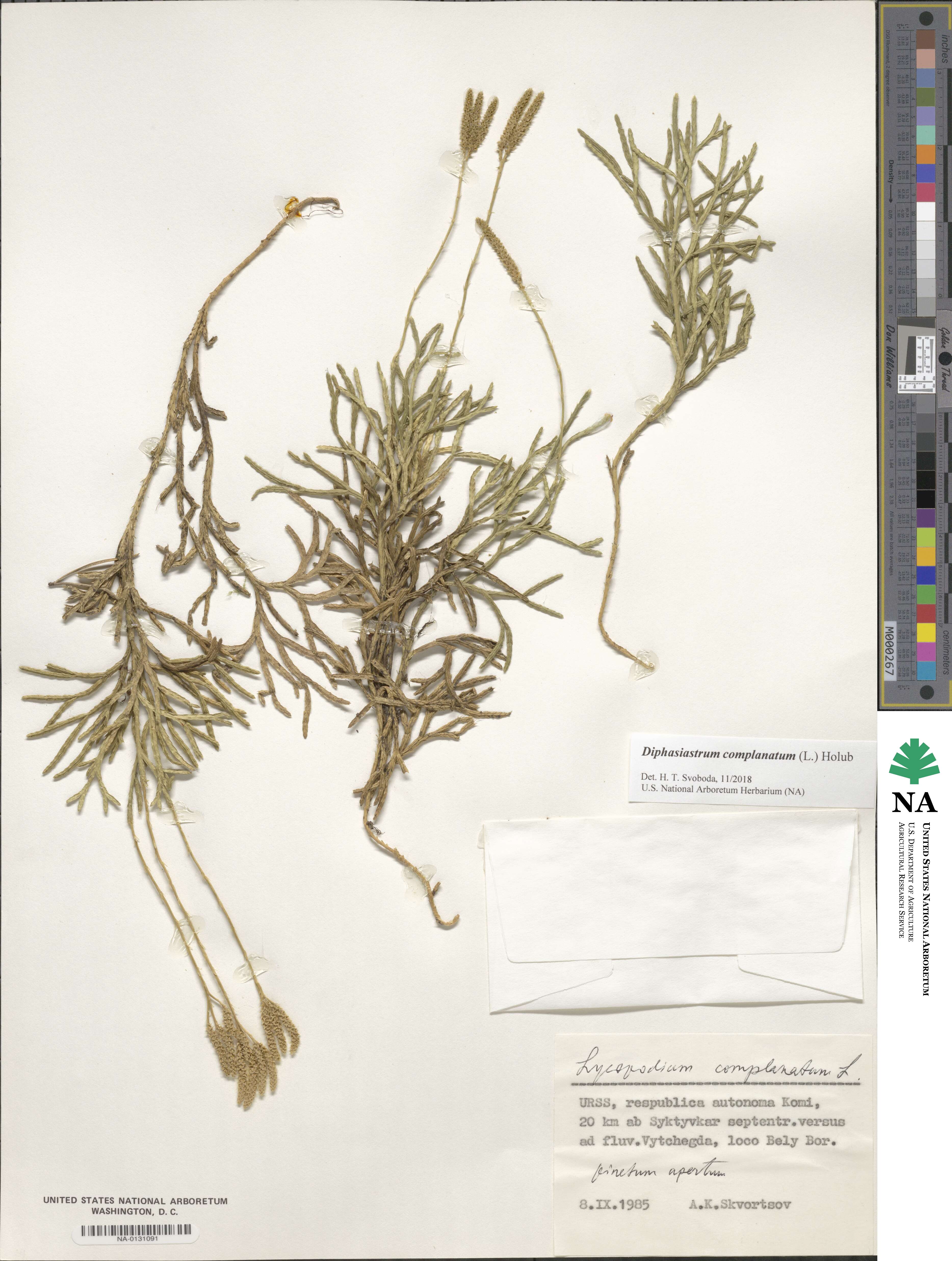Diphasiastrum complanatum image