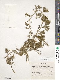 Diphasiastrum sitchense image