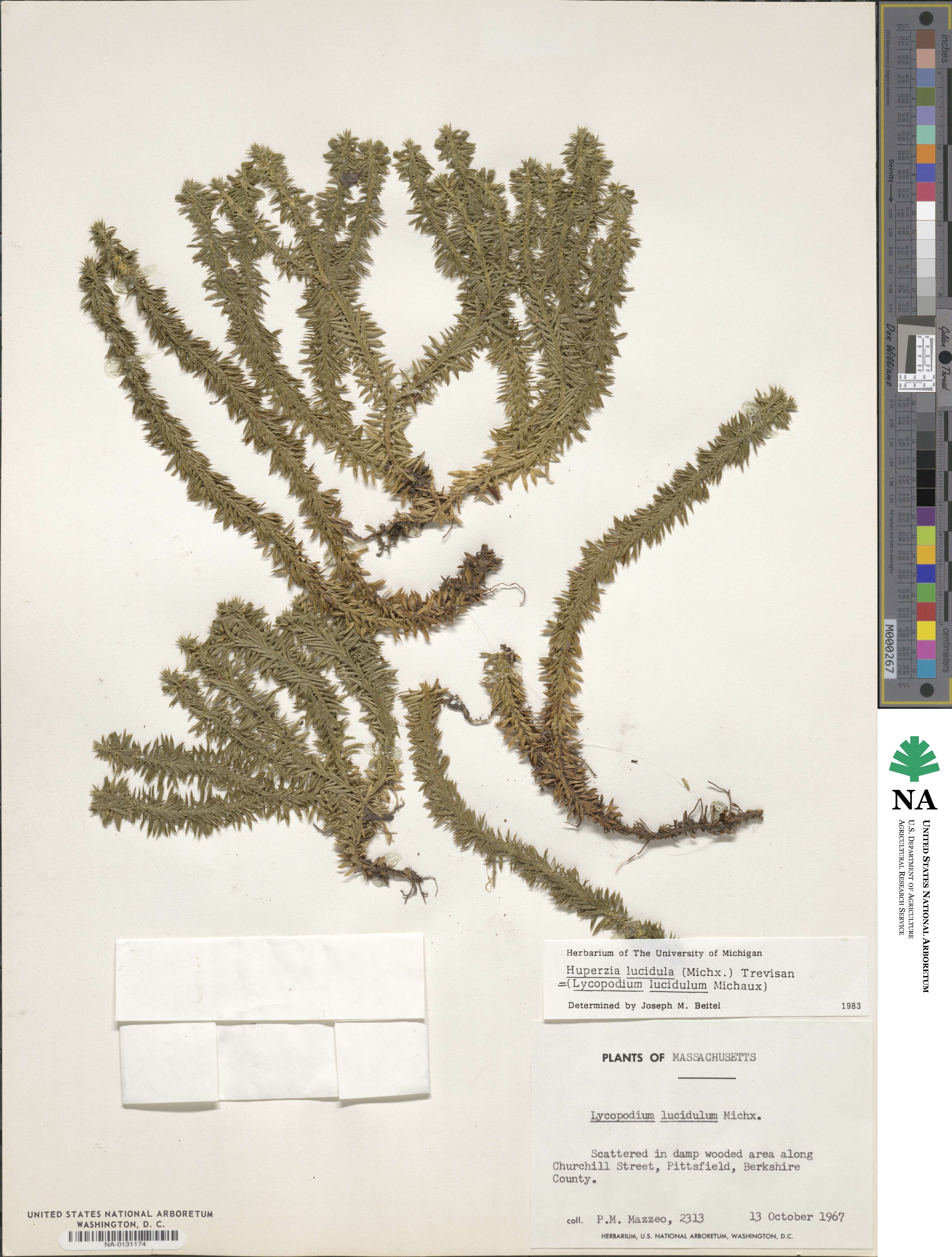 Huperzia lucidula image