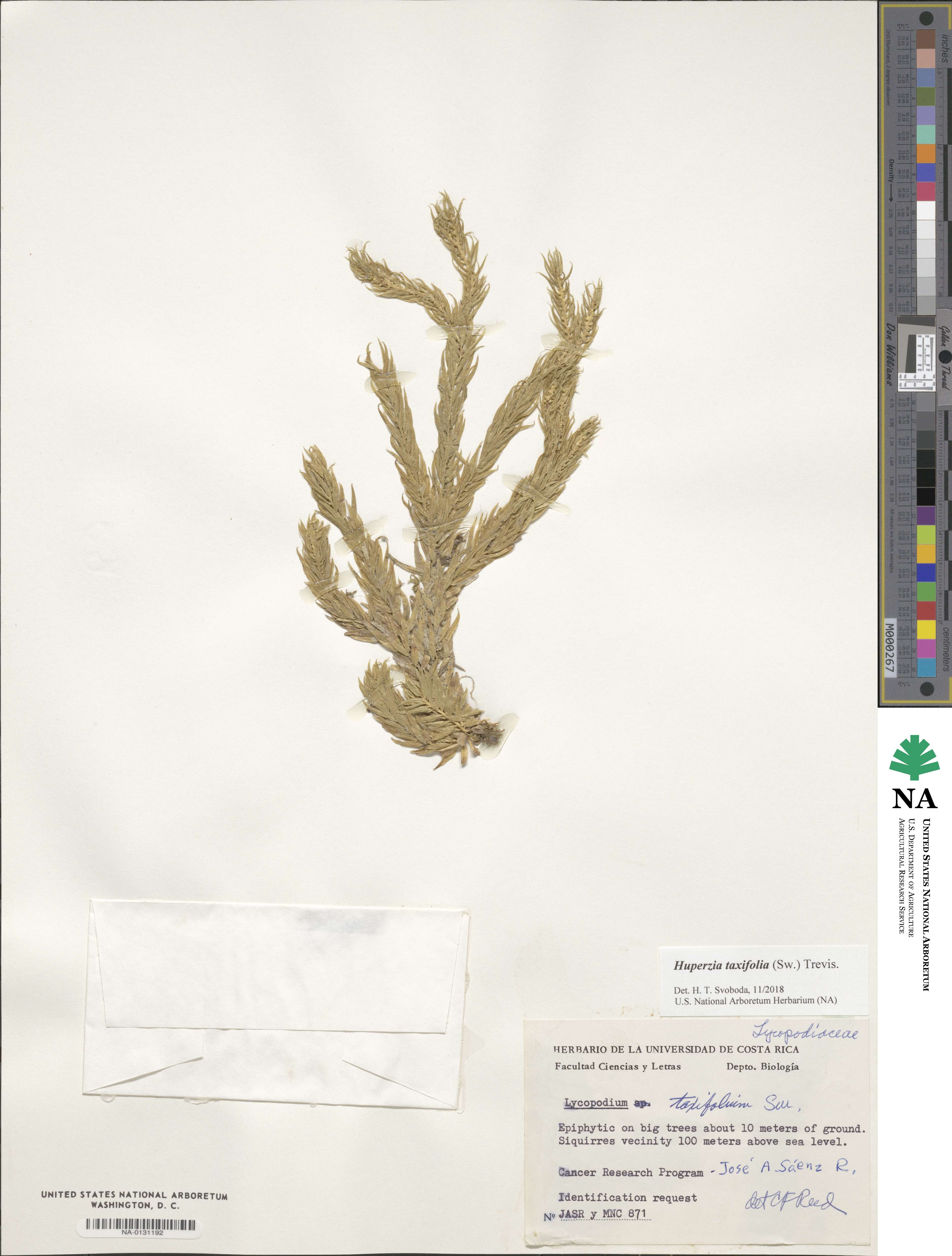 Phlegmariurus taxifolius image