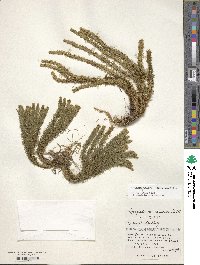 Huperzia chinensis image