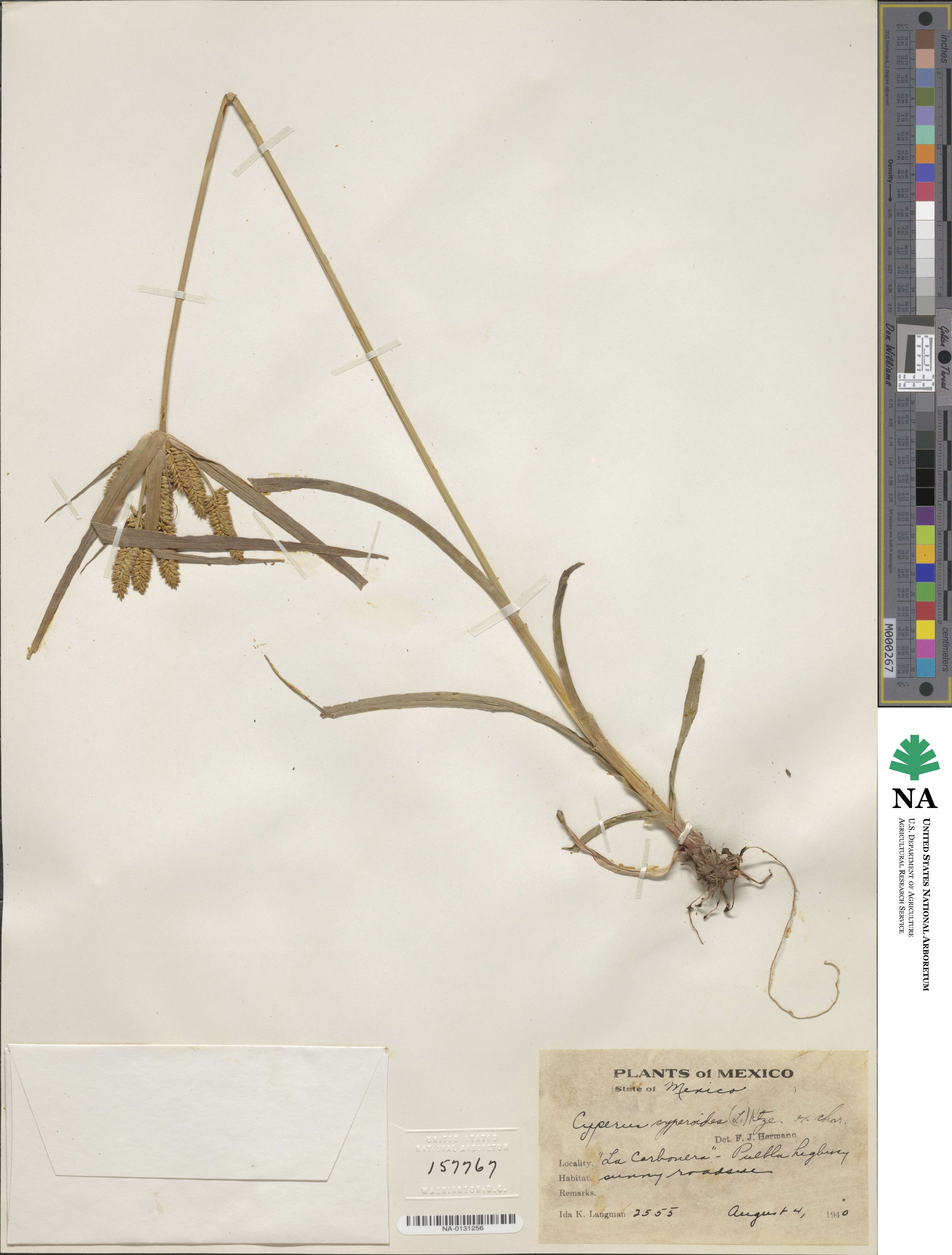 Cyperus cyperoides image