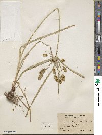 Cyperus cyperoides image