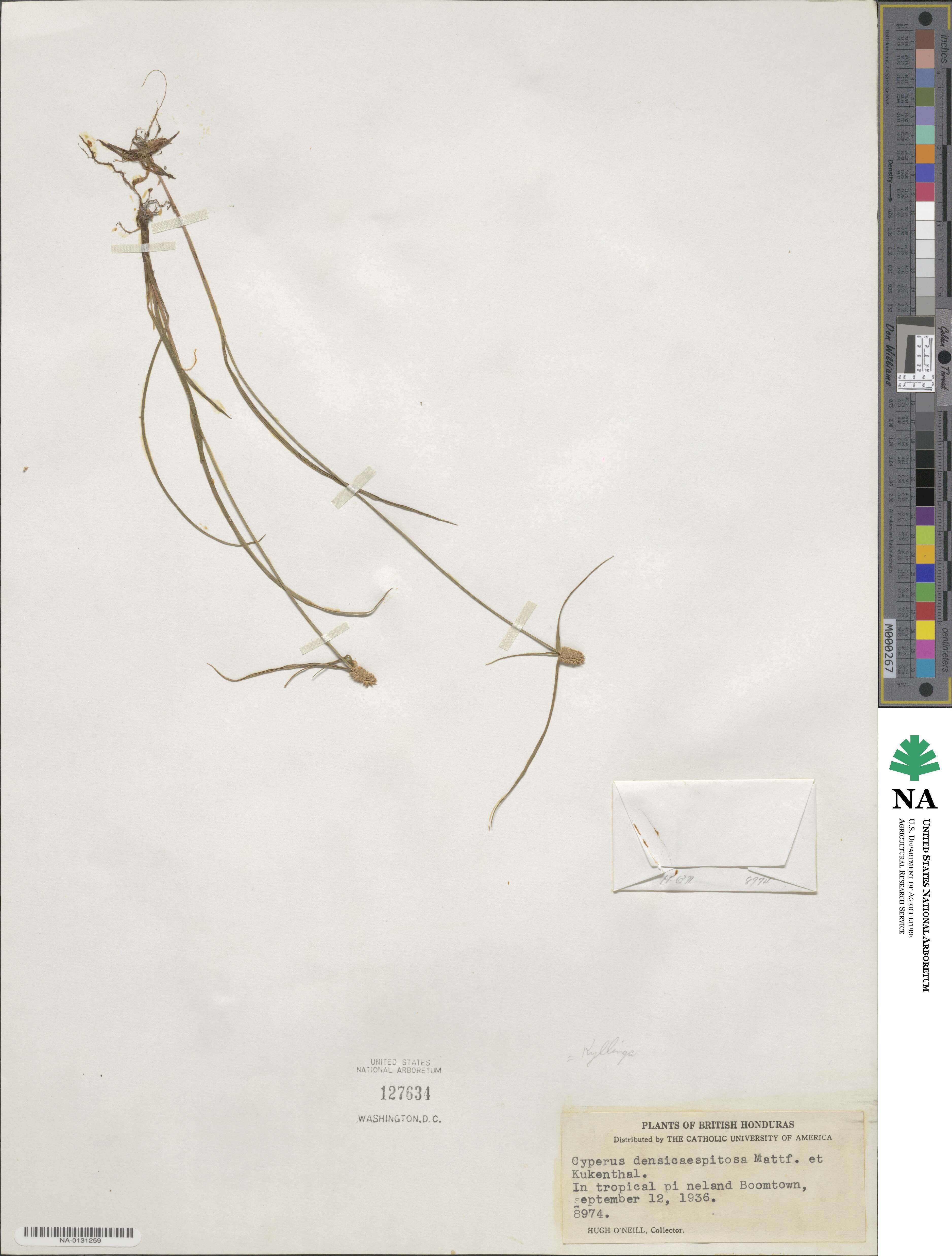 Cyperus hortensis image