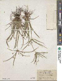 Cyperus diffusus image