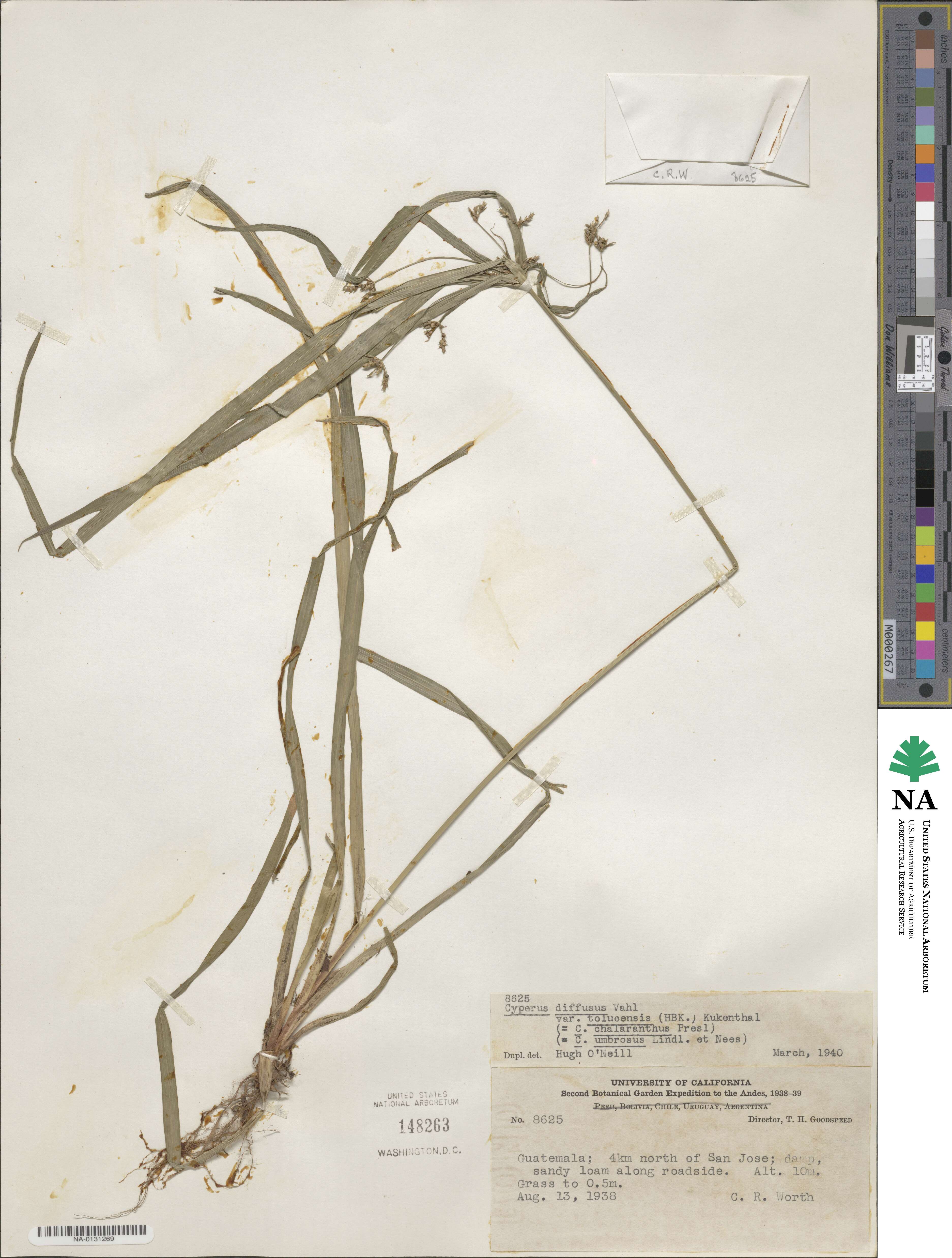Cyperus laxus image