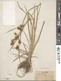 Cyperus esculentus image