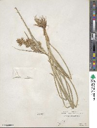 Cyperus esculentus image