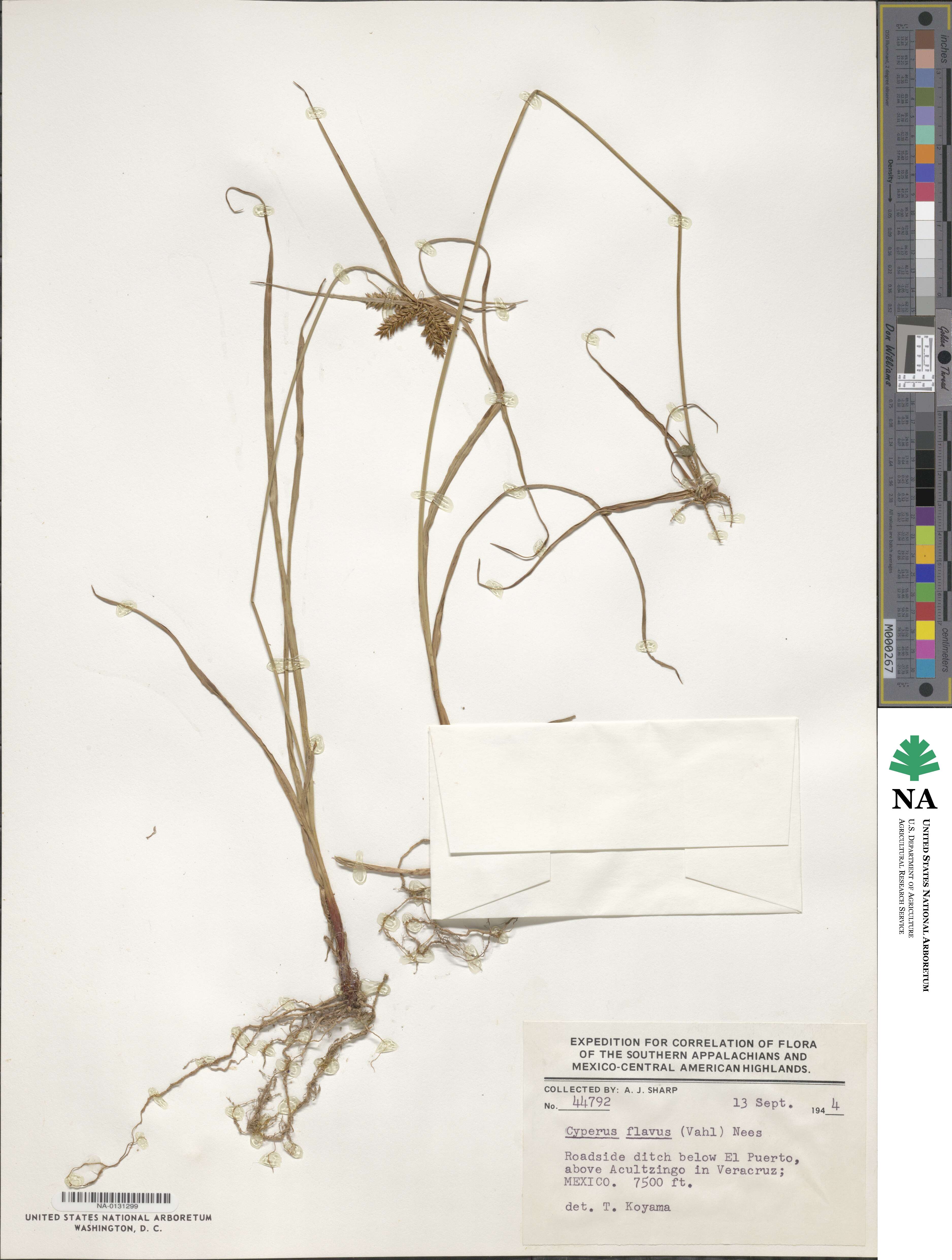 Cyperus flavus image