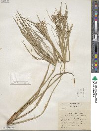 Cyperus giganteus image