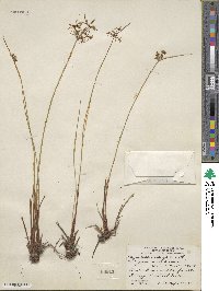 Cyperus haspan image