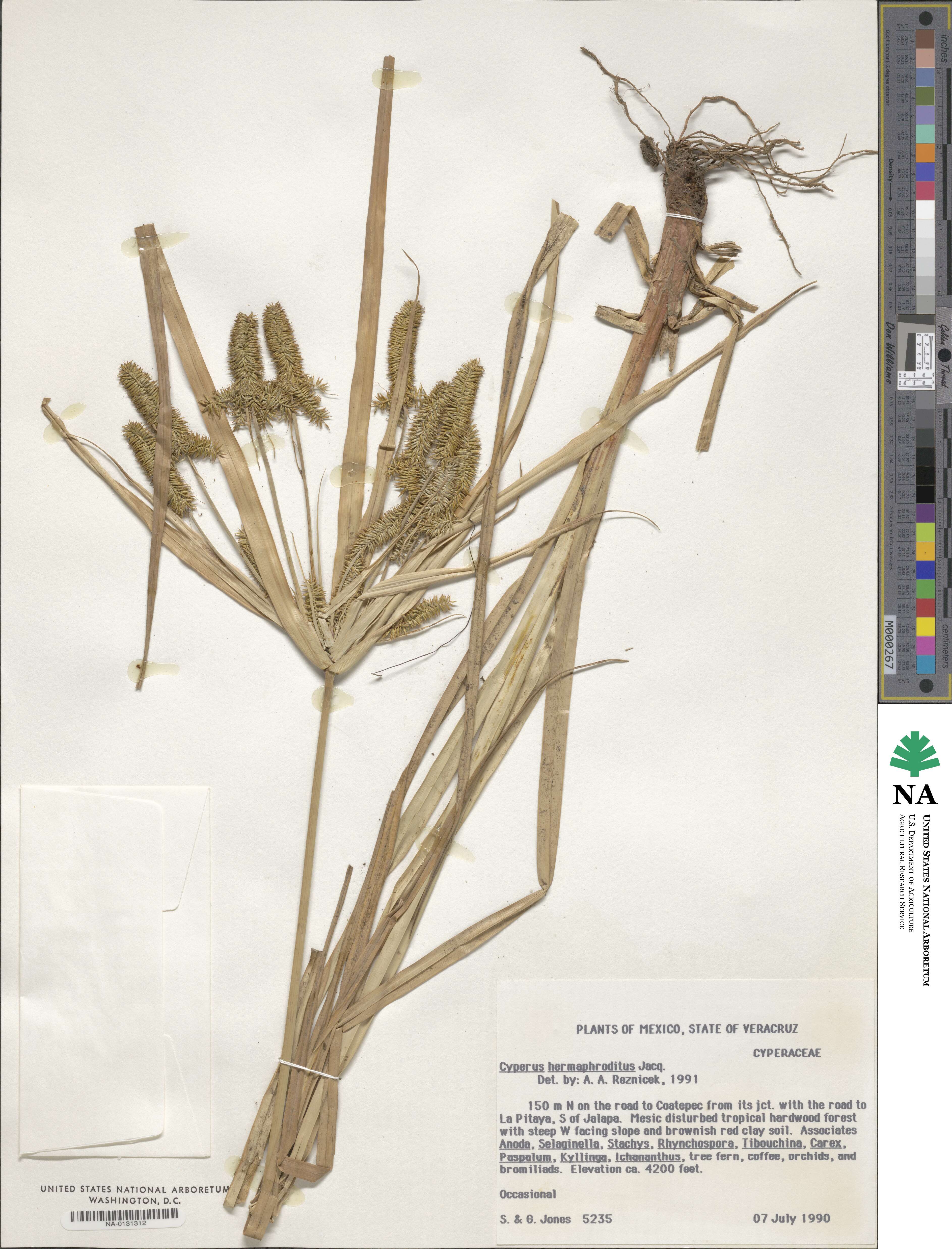 Cyperus hermaphroditus image