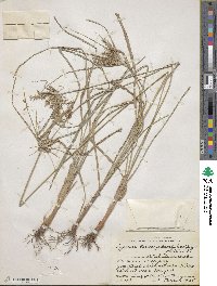 Cyperus hermaphroditus image