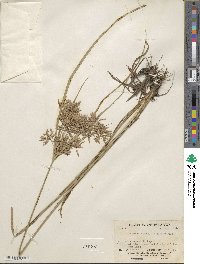 Cyperus lanceolatus image