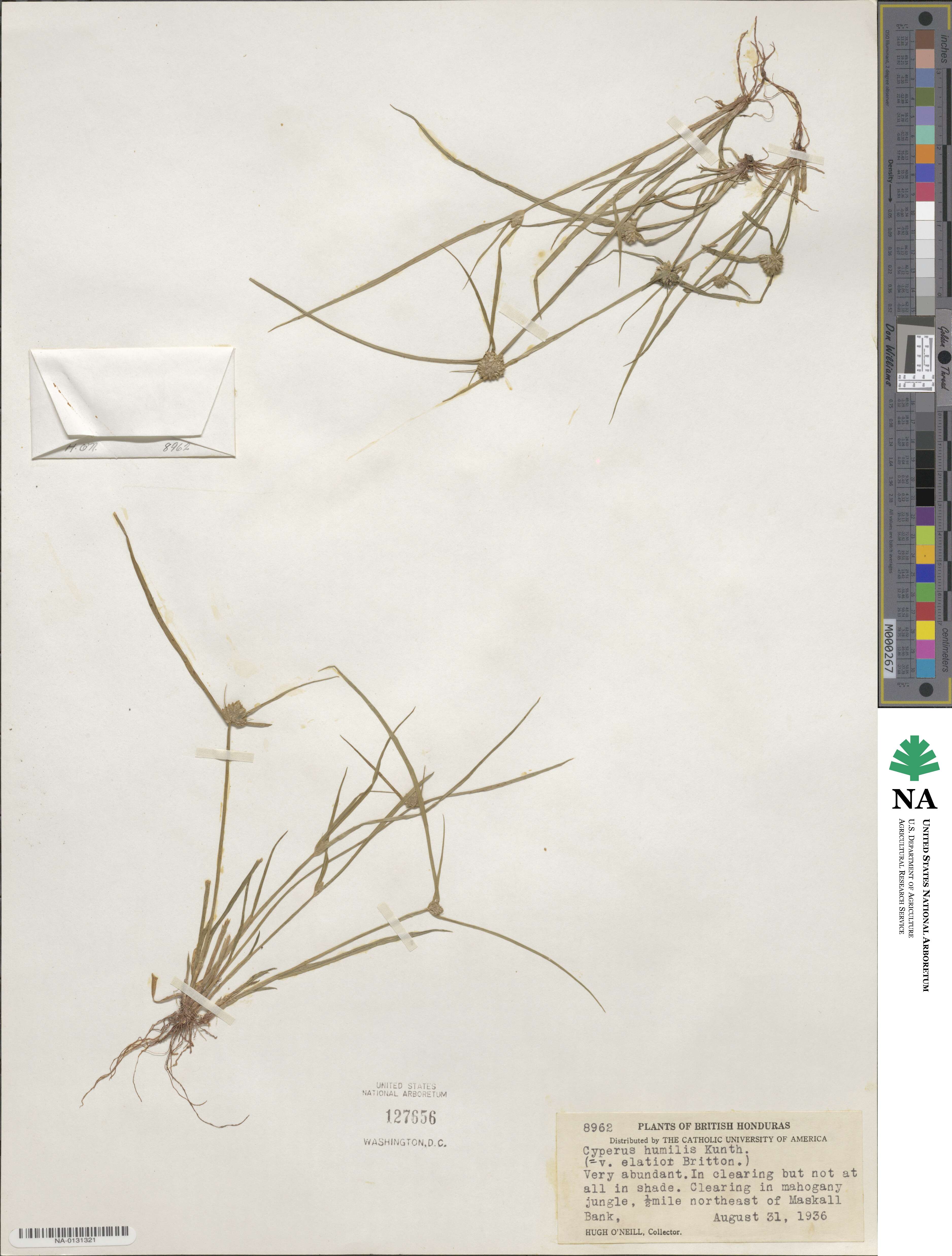 Cyperus humilis image