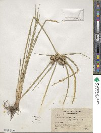 Cyperus luzulae image