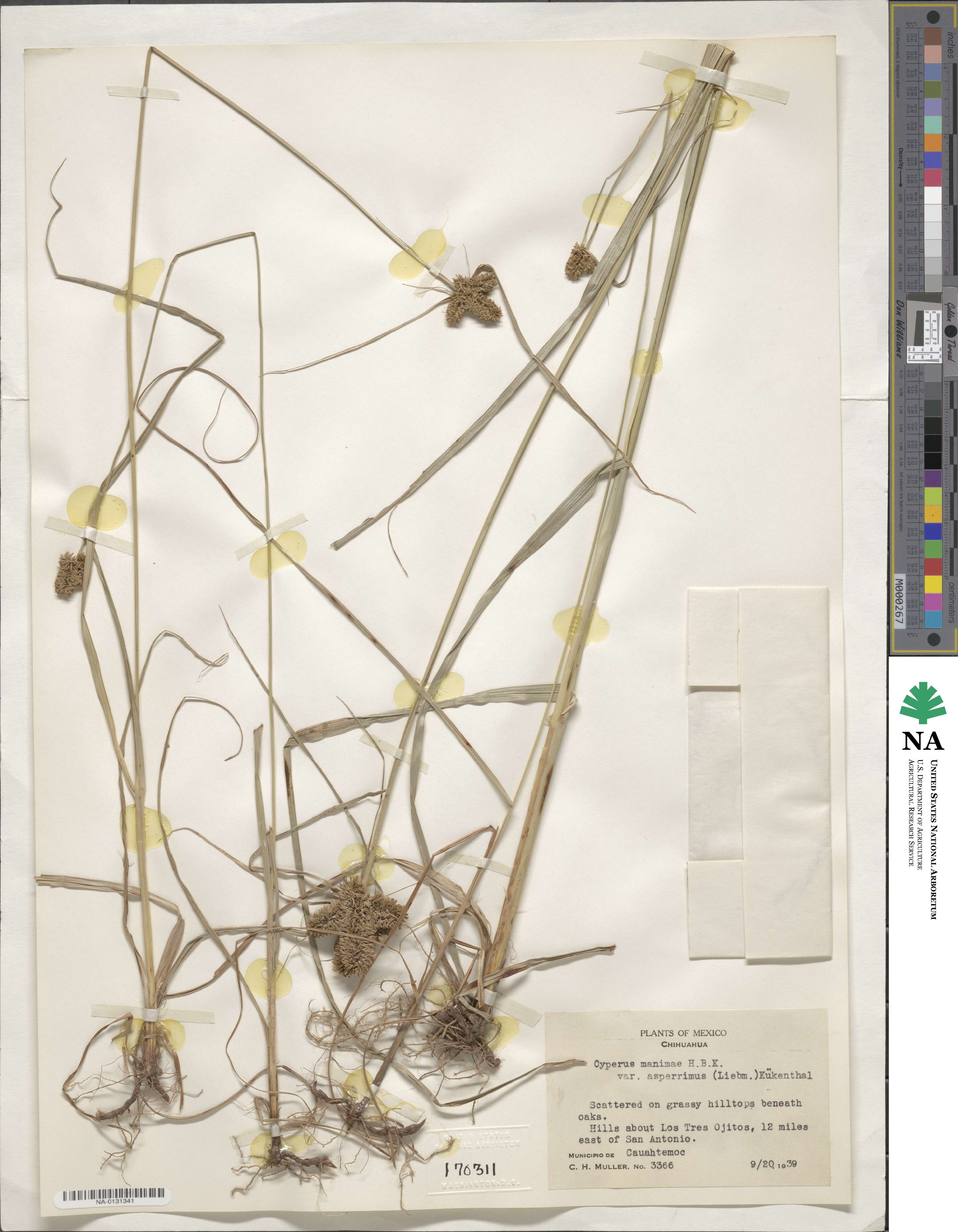 Cyperus manimae image